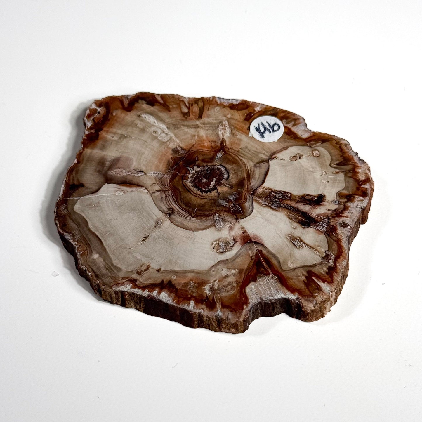 Petrified Wood Slab