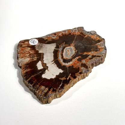 Petrified Wood Slab