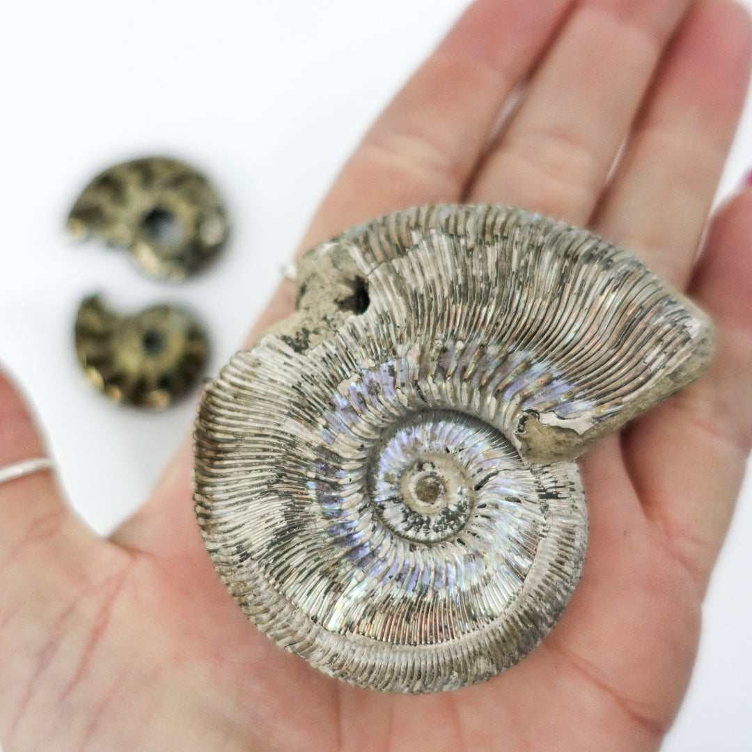 Pyritized Ammonite