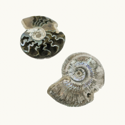 Pyritized Ammonite