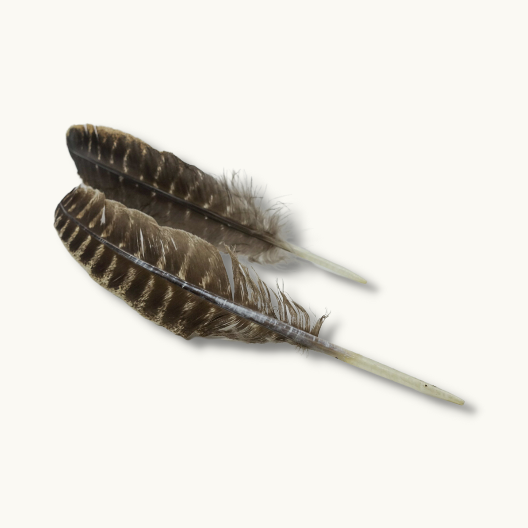 Turkey Feather