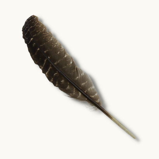 Turkey Feather