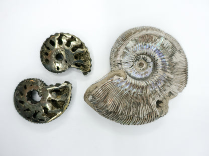 Pyritized Ammonite