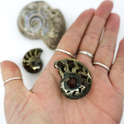 Pyritized Ammonite