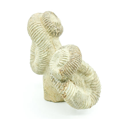 Rare Crystal Collection - Heteromorph Ammonite - Unique Energy