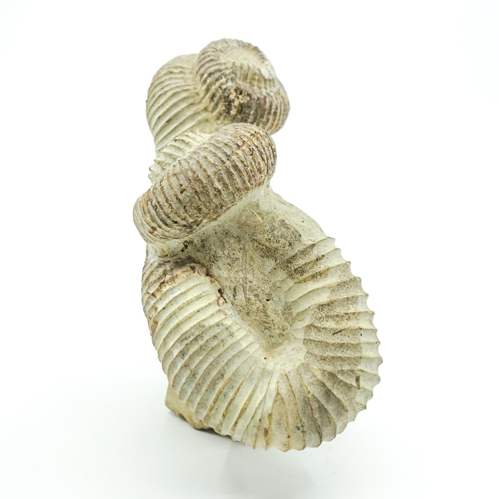 Rare Crystal Collection - Heteromorph Ammonite - Unique Energy