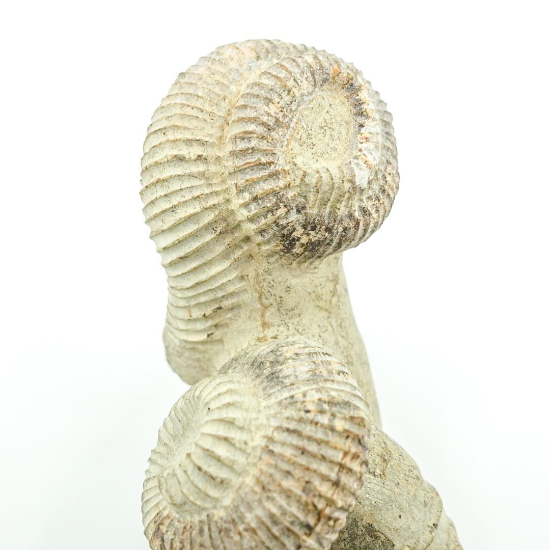 Rare Crystal Collection - Heteromorph Ammonite - Unique Energy